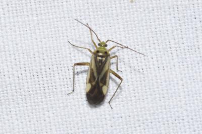 <i>Adelphocoris lineolatus</i>