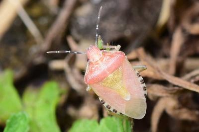 <i>Dolycoris baccarum</i>