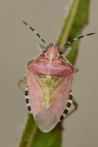 <i>Dolycoris baccarum</i>