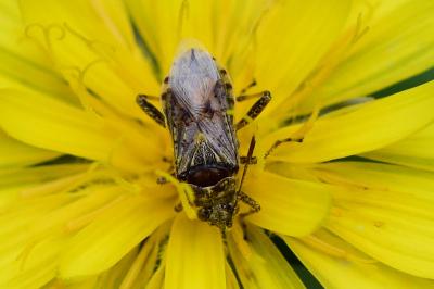 <i>Stictopleurus punctatonervosus</i>