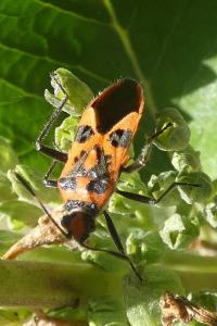 <i>Corizus hyoscyami</i>