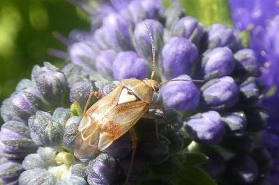 <i>Lygus pratensis</i>
