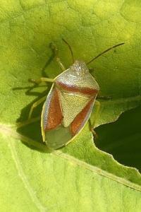 <i>Piezodorus lituratus</i>