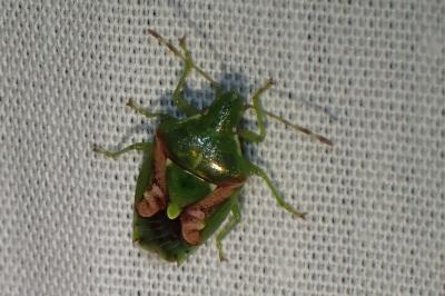 <i>Cyphostethus tristriatus</i>