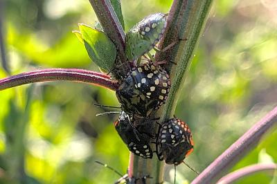 <i>Nezara viridula</i>