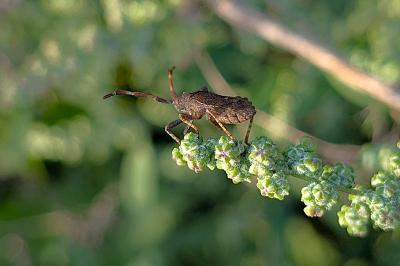 <i>Coreus marginatus</i>
