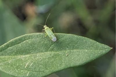 <i>Orthotylus</i>