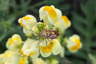 <i>Carpocoris purpureipennis</i>