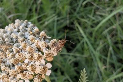 <i>Stictopleurus punctatonervosus</i>
