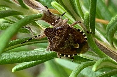 <i>Dolycoris baccarum</i>