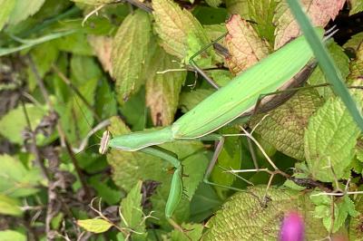 <i>Nezara viridula</i>