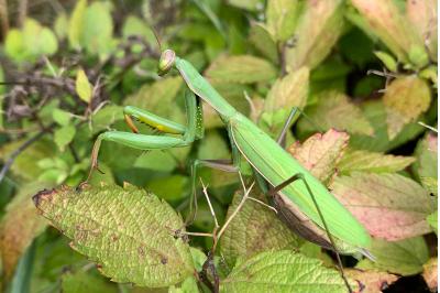<i>Nezara viridula</i>