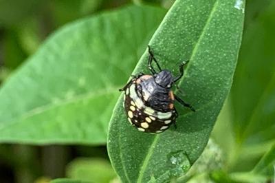 <i>Nezara viridula</i>