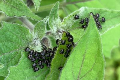 <i>Nezara viridula</i>