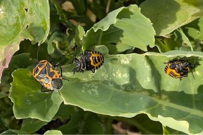 <i>Eurydema ventralis</i>