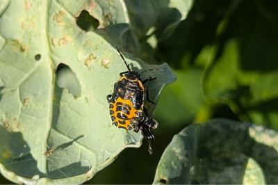 <i>Eurydema ventralis</i>
