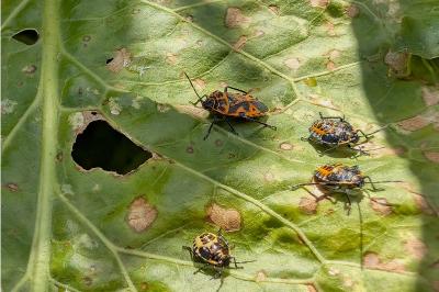 <i>Eurydema ventralis</i>