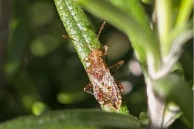 <i>Rhopalus subrufus</i>