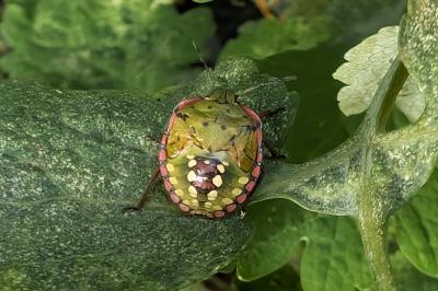 <i>Nezara viridula</i>