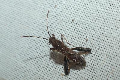 <i>Camptopus lateralis</i>