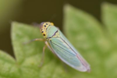 <i>Cicadella viridis</i>