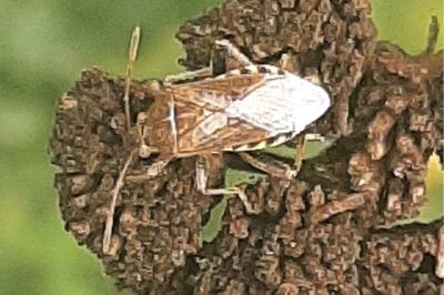 <i>Stictopleurus</i>