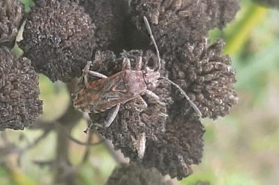 <i>Stictopleurus</i>