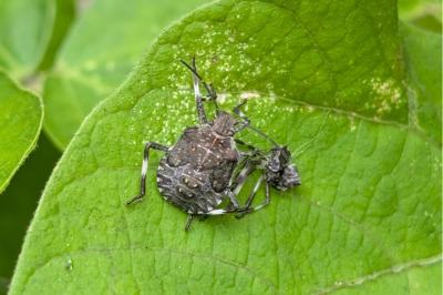 <i>Halyomorpha halys</i>