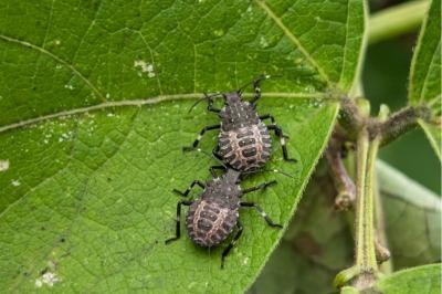 <i>Halyomorpha halys</i>