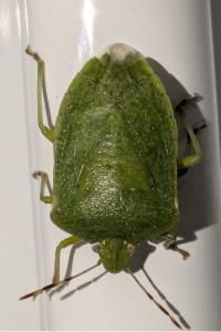 <i>Nezara viridula</i>