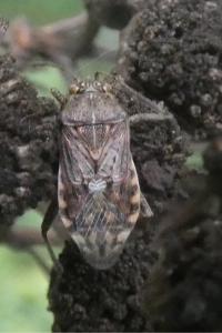 <i>Stictopleurus</i>