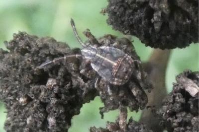 <i>Stictopleurus</i>