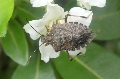 <i>Halyomorpha halys</i>