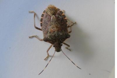 <i>Halyomorpha halys</i>