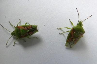 <i>Cyphostethus tristriatus</i>