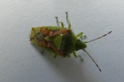 <i>Cyphostethus tristriatus</i>