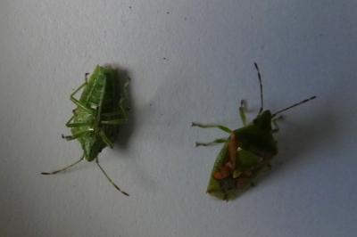 <i>Cyphostethus tristriatus</i>