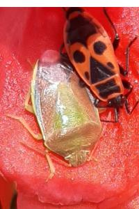 <i>Piezodorus lituratus</i>
