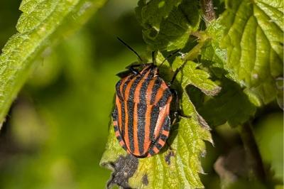 <i>Graphosoma italicum</i>