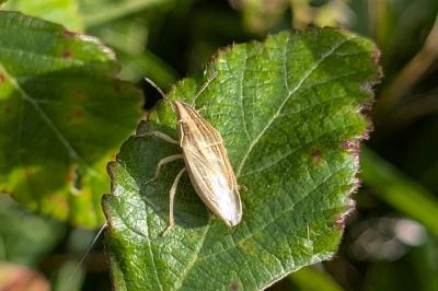 <i>Aelia acuminata</i>