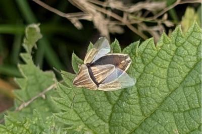 <i>Aelia acuminata</i>
