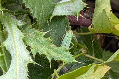 <i>Cicadella viridis</i>