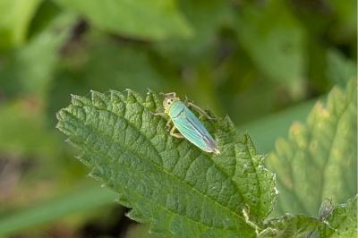 <i>Cicadella viridis</i>