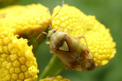 <i>Lygus pratensis</i>