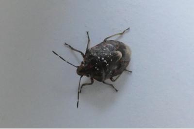 <i>Holcogaster fibulata</i>