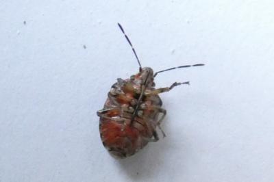 <i>Holcogaster fibulata</i>
