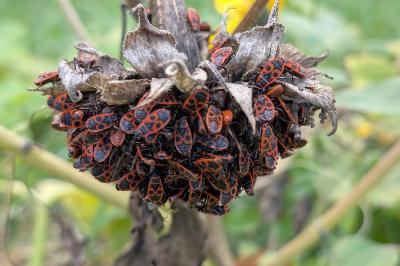 <i>Pyrrhocoris apterus</i>