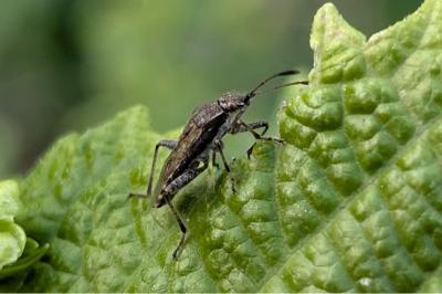 <i>Stictopleurus punctatonervosus</i>