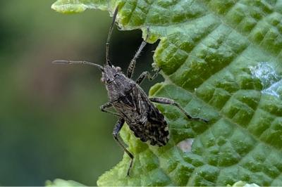 <i>Stictopleurus punctatonervosus</i>
