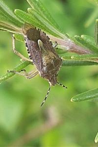 <i>Dolycoris baccarum</i>